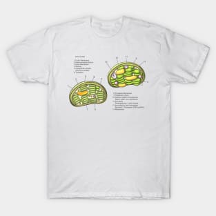 Chloroplast Structure Diagram T-Shirt